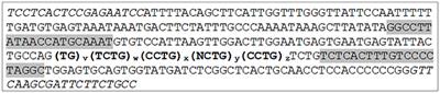 Distribution and Structure of DM2 Repeat Tract Alleles in the German Population